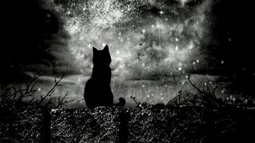 Il gatto tristano che osserva il cielo stellato